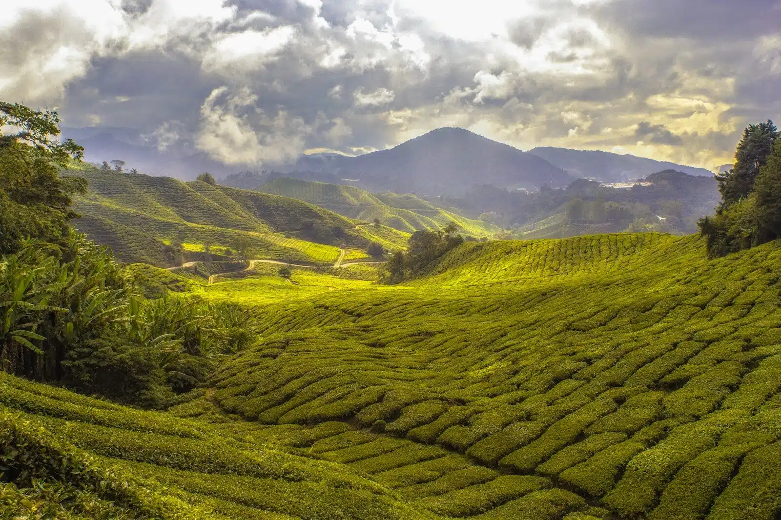 Sri lankan Tea plantation