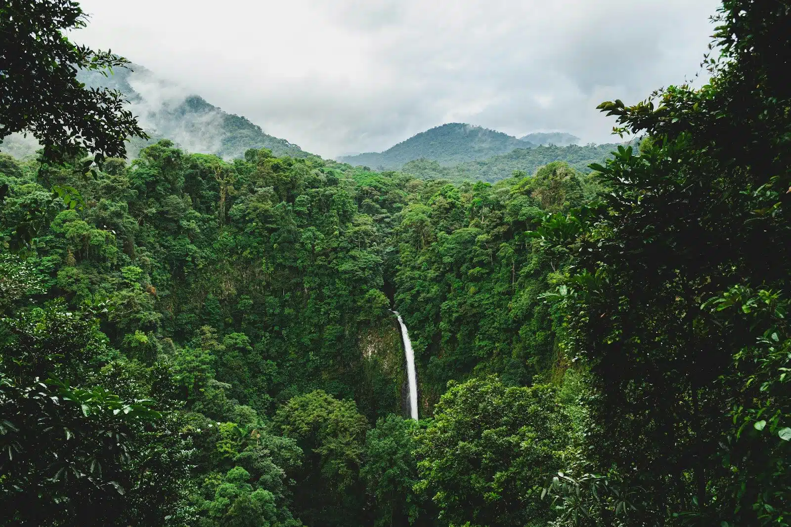 Zipline Through the Jungle Canopy