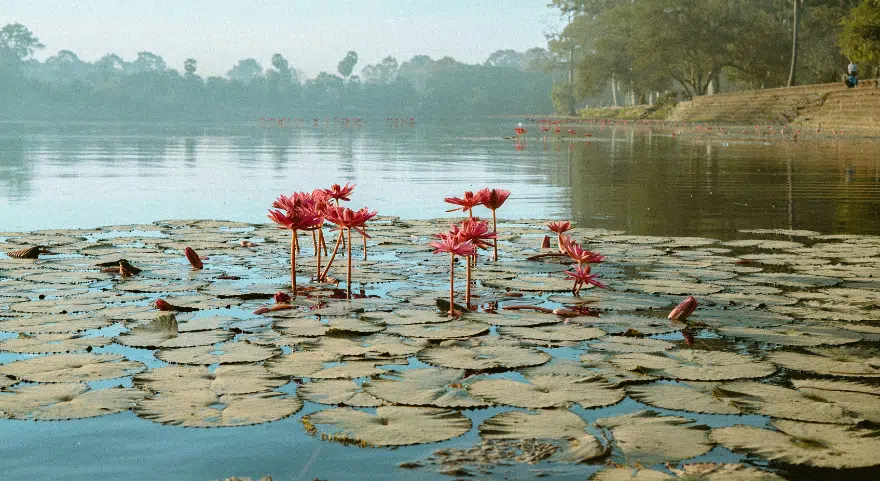 Pink lotus flowers bloom on the still water near the shore of Tonlé Sap.