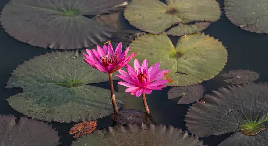 Pink lotus flowers bloom on still water, a symbol closely tied to Buddhist ritual and purity.