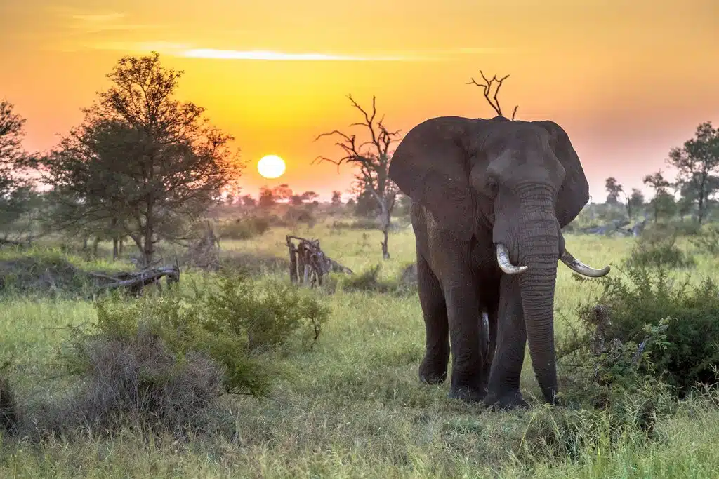 The Dry Season: Wildlife Concentrated, Visibility at Its Peak