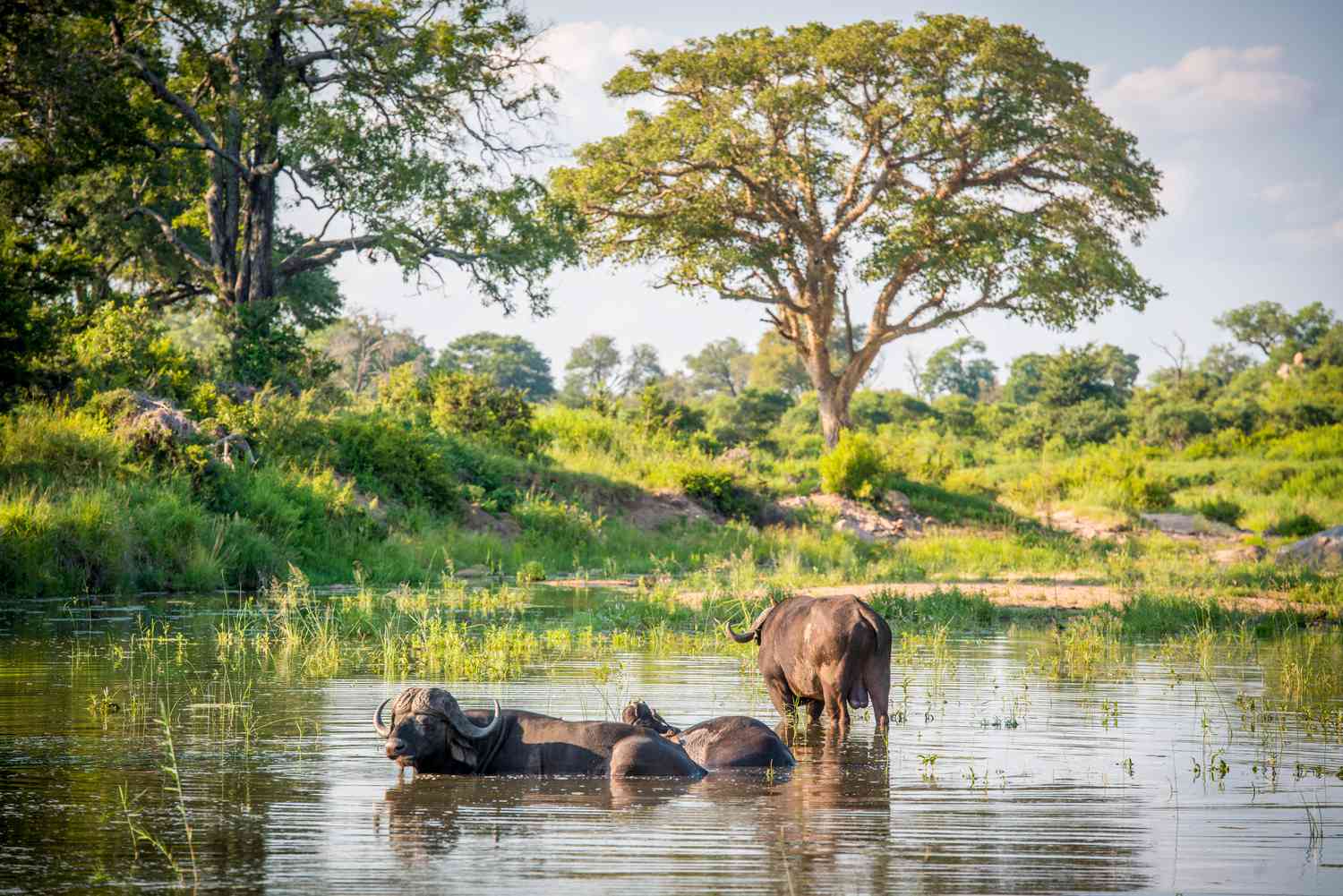 How the Seasons Work in Kruger