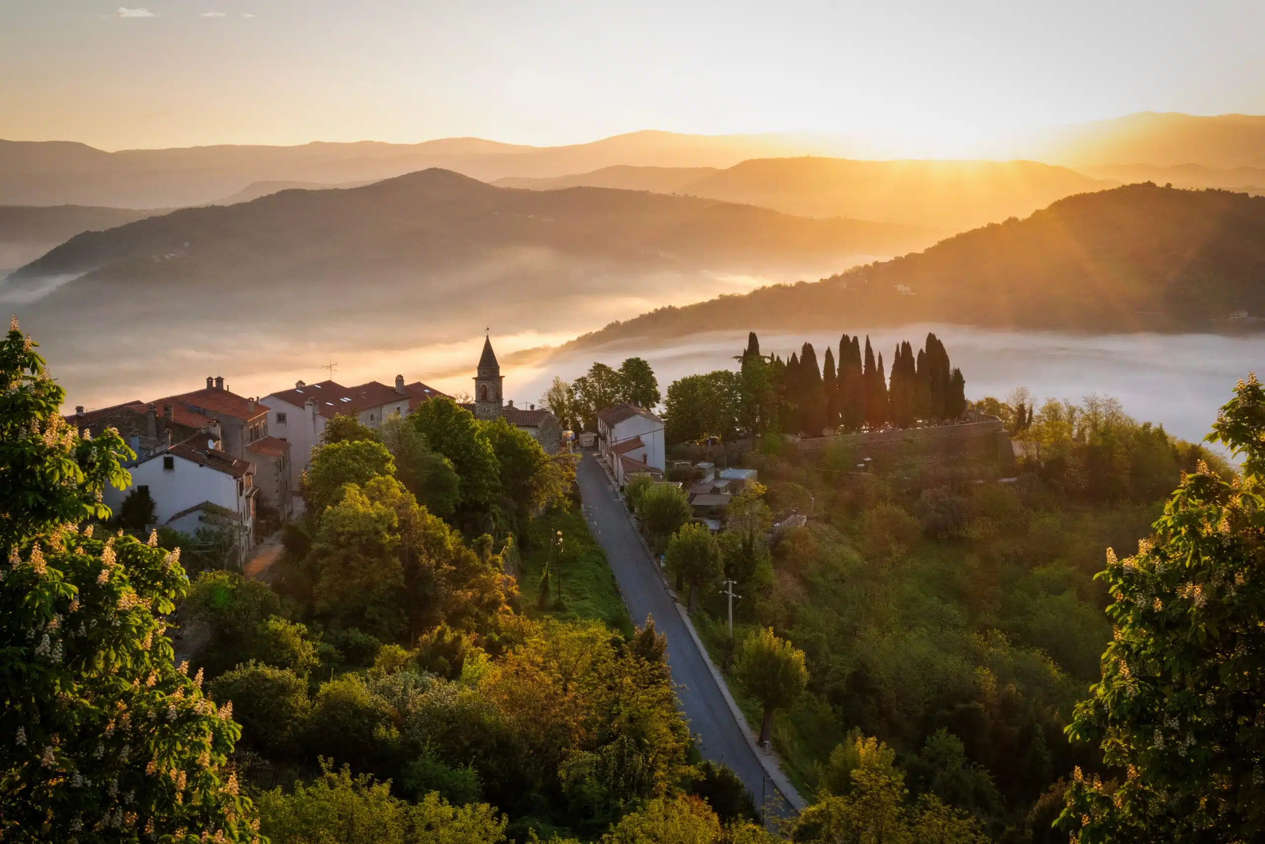 Truffle Hunting in Istria’s Motovun Forest