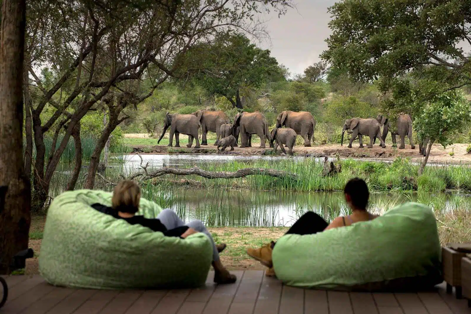 After Dark: Night Drives, Walking Safaris, and What Kruger Cannot Offer