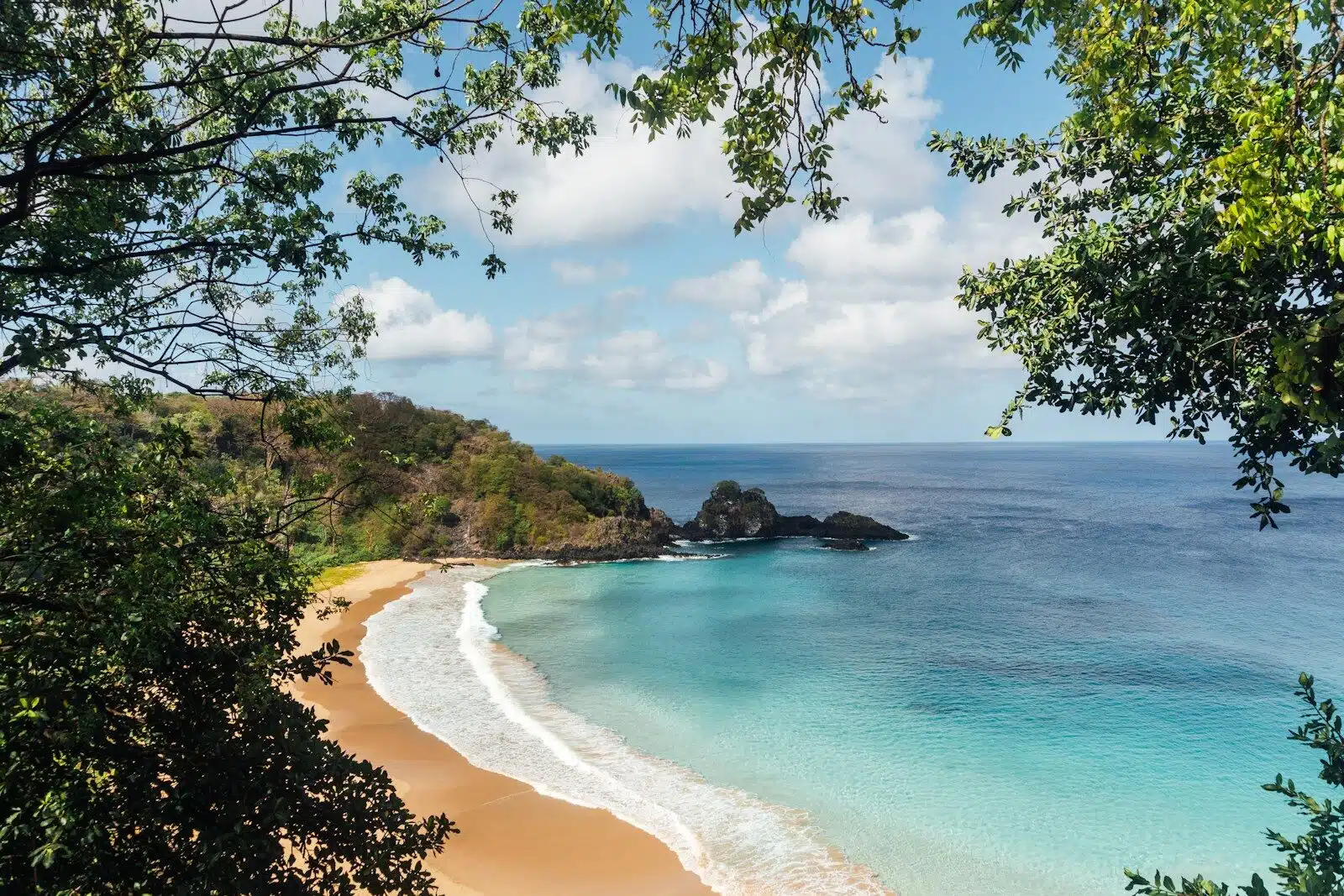 green trees on seashore during daytime