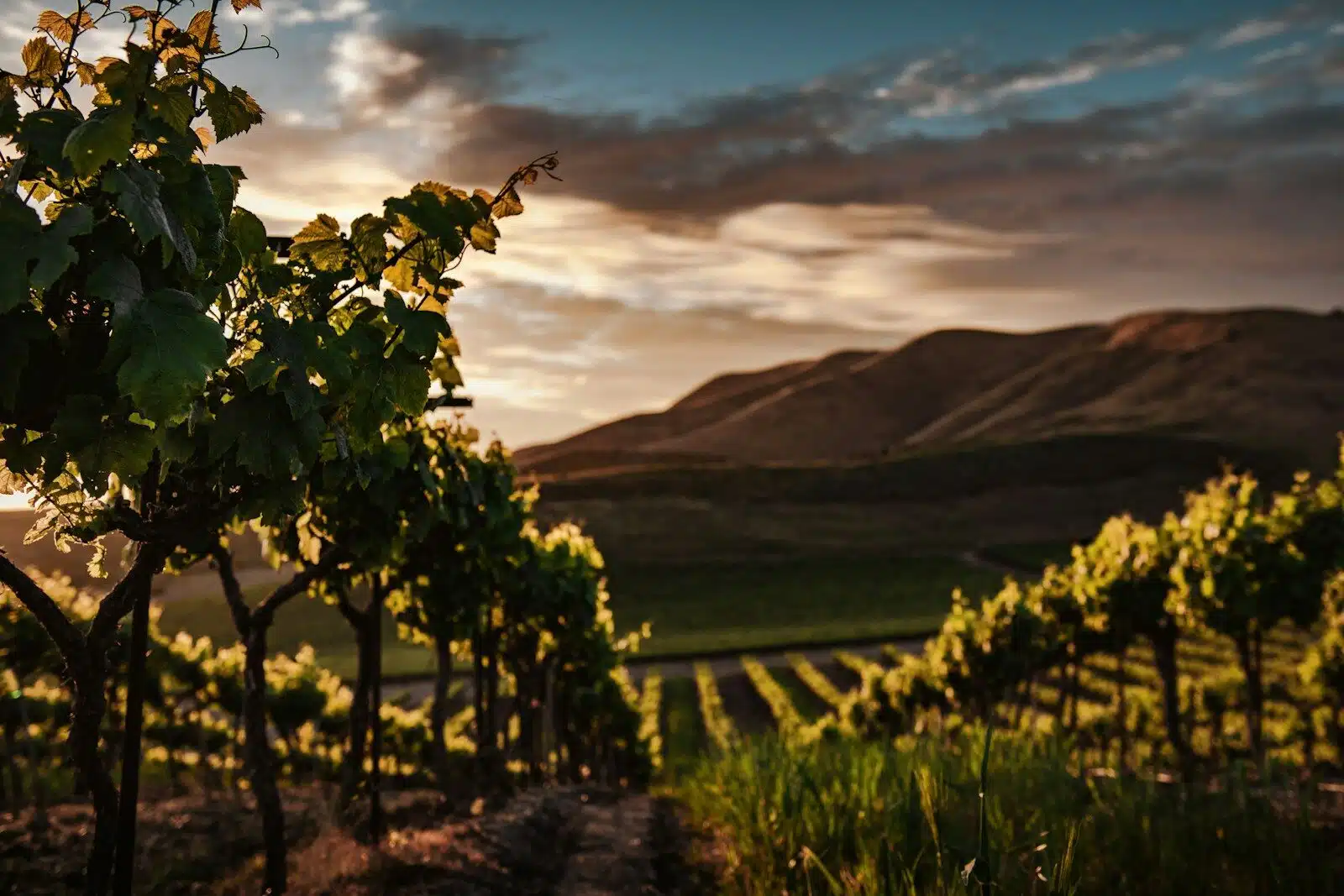 Delaire Graff Estate