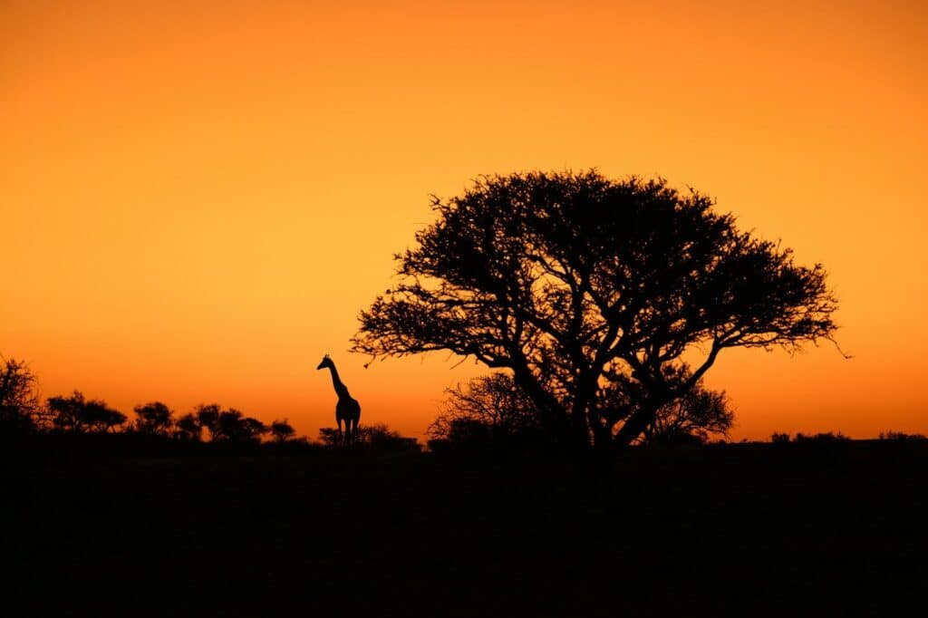 Kruger for First-Time Safari Travellers: What Nobody Tells You Before You Go