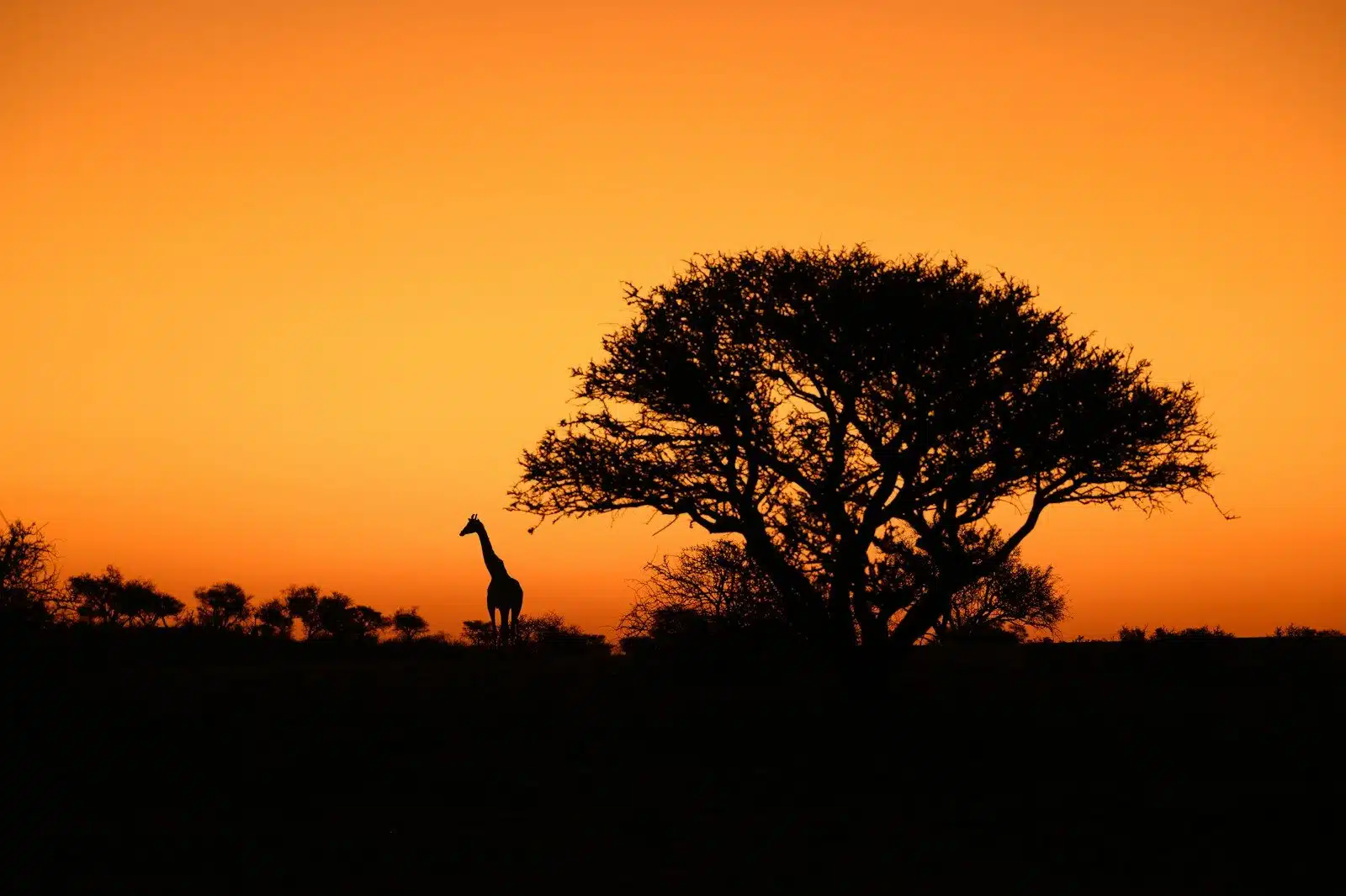 Kruger for First-Time Safari Travelers: What Nobody Tells You Before You Go