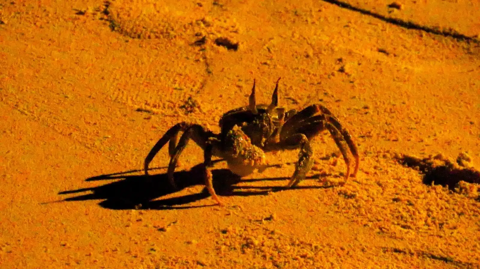 A crab walks on golden sand